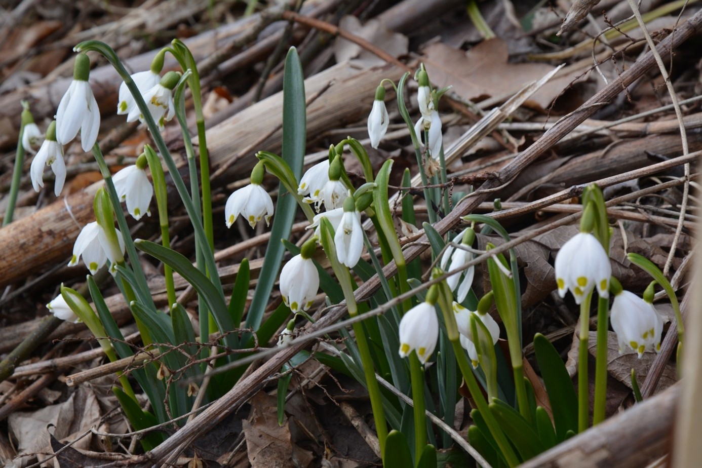 Frühlingserwachen