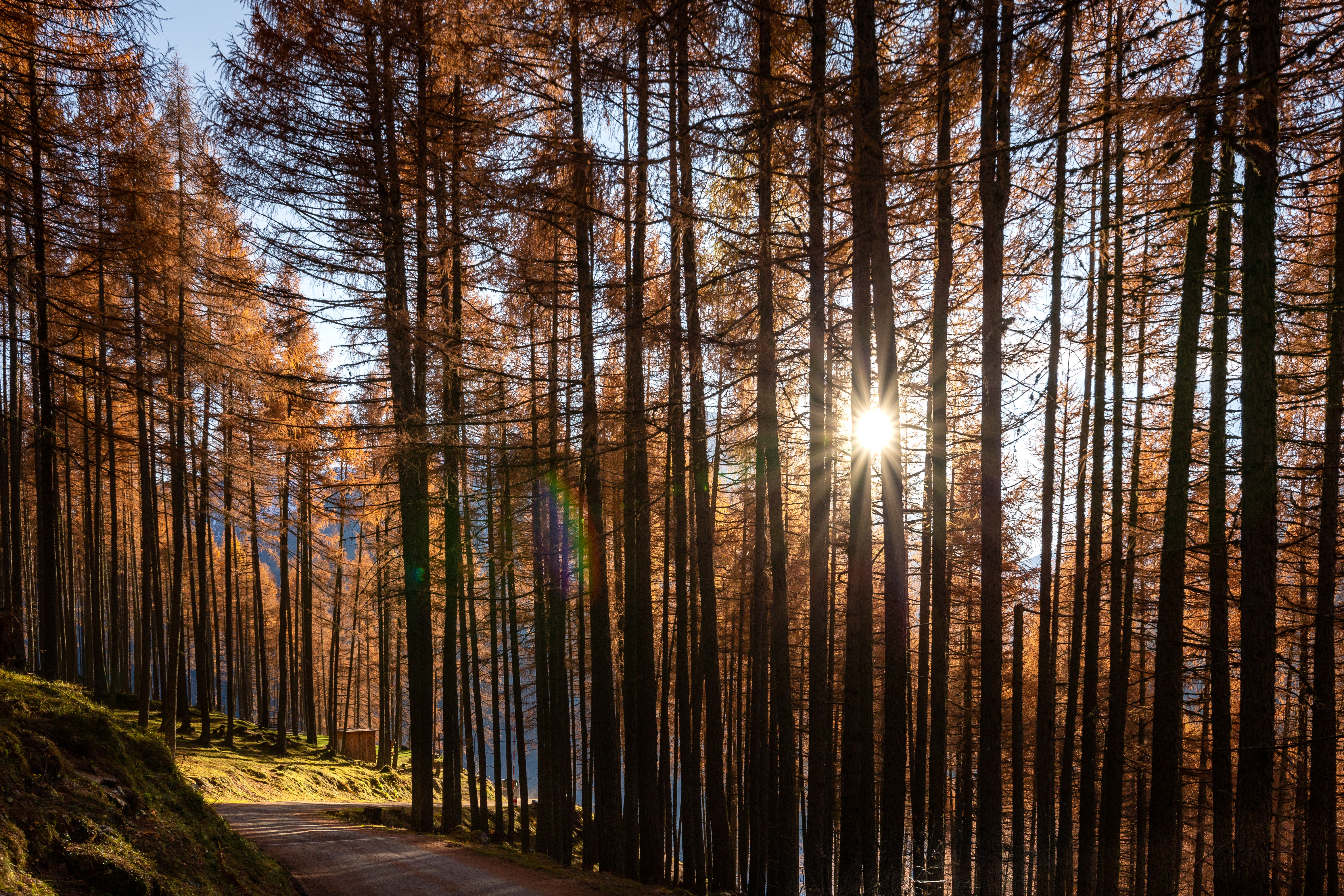 Energietankstelle Wald Lärchenwald