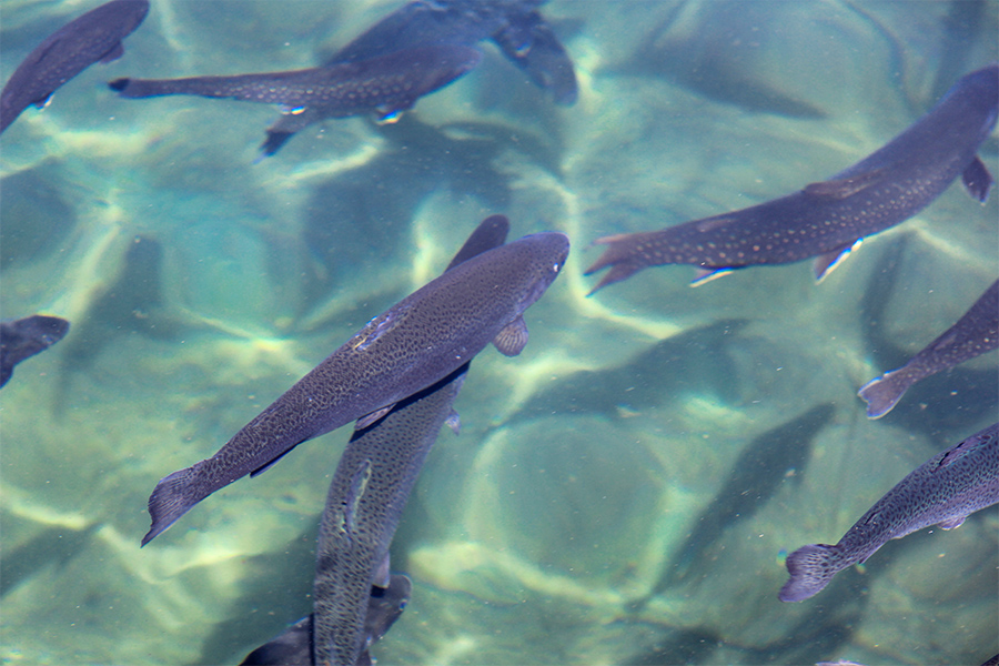 Fischzuchtbecken aus Holz Fischzuchtbecken aus Holz