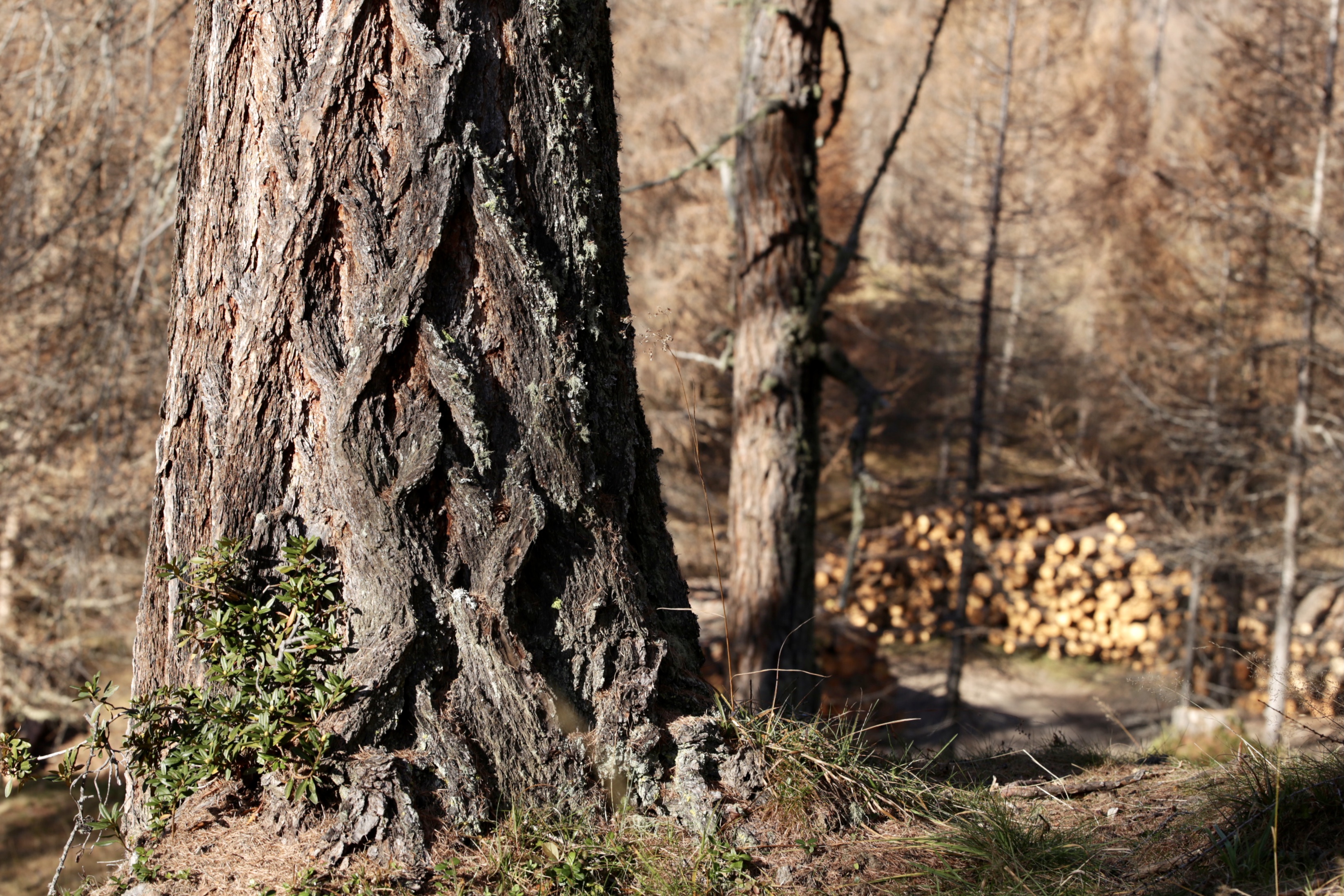 Qualität braucht einen Namen - Timberra® Holzsysteme Lärchenstamm