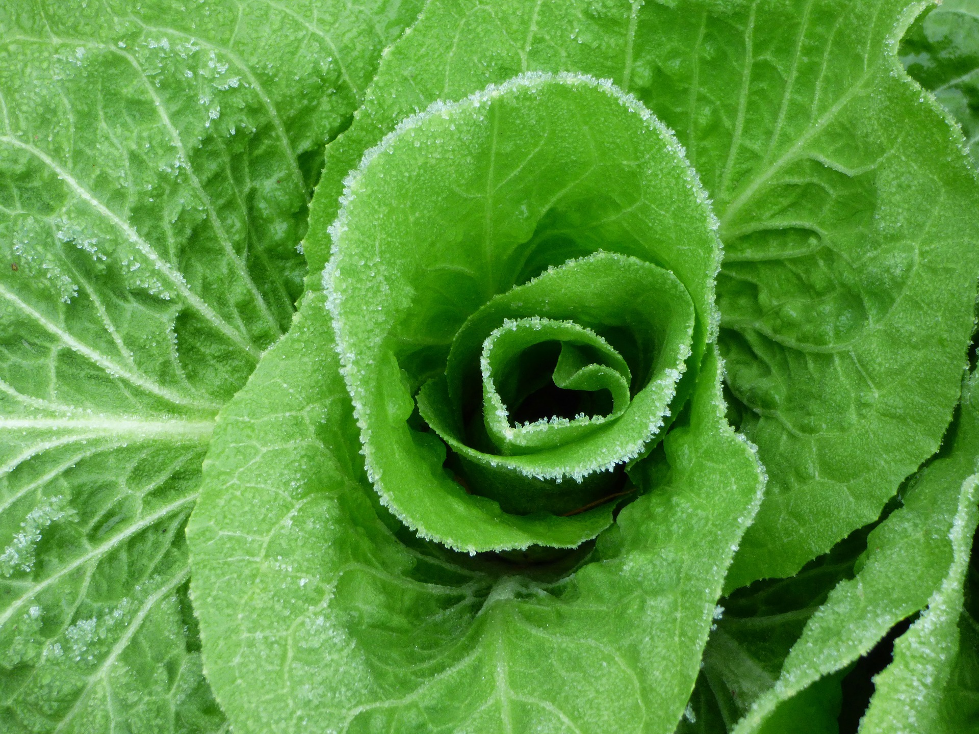 Gemüse im Winter im eigenen Garten...? Salat im Winter