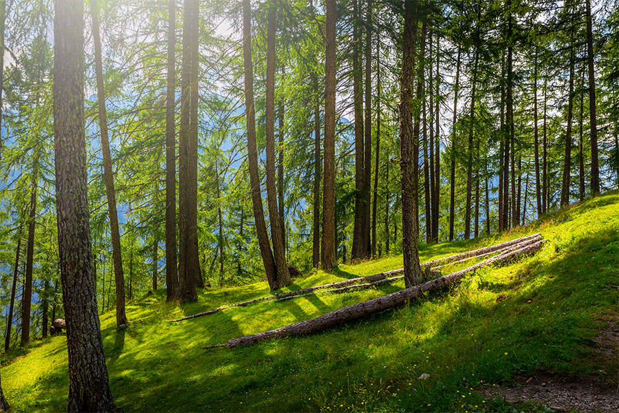 Natürlicher Rohstoff Holz